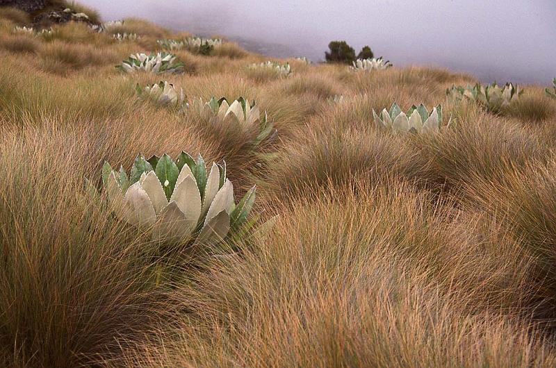 WT 1400 222-05 Kenya.jpg